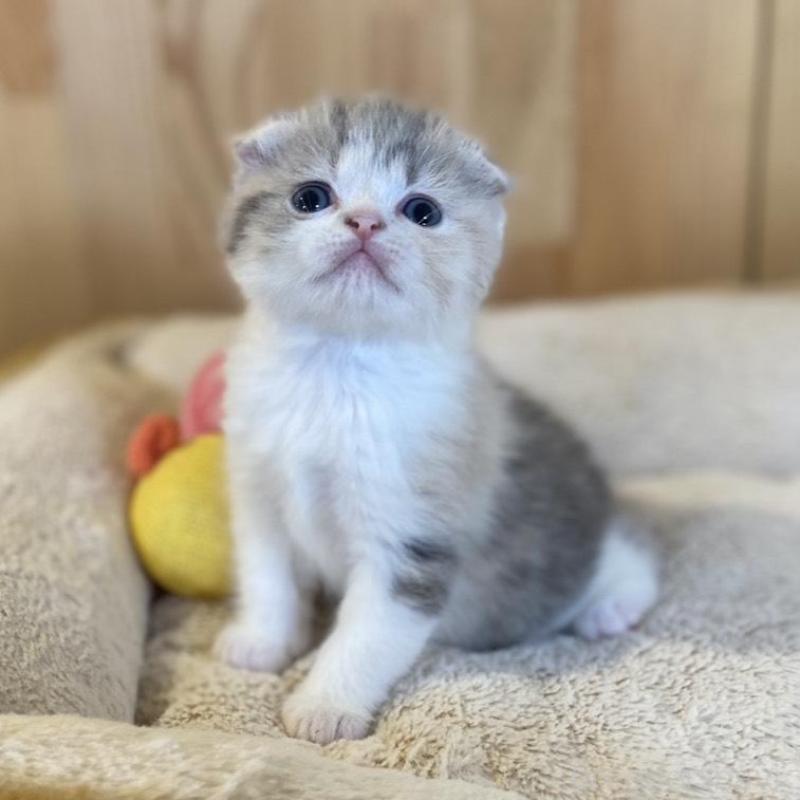 販売中の長野県のスコティッシュフォールド(折れ耳)-139513の14枚目