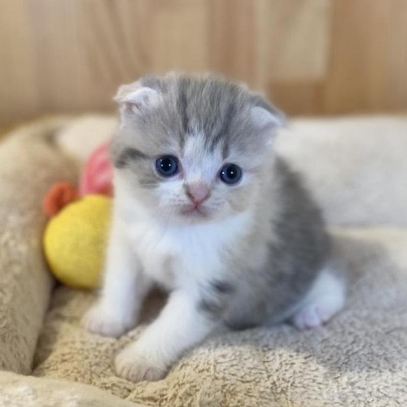 販売中の長野県のスコティッシュフォールド(折れ耳)-139513の12枚目