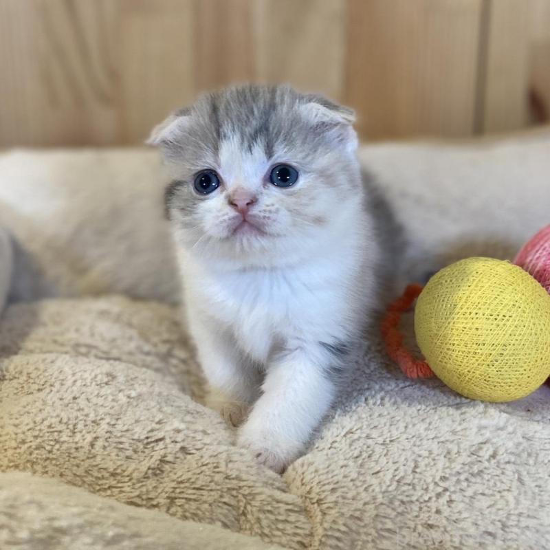 販売中の長野県のスコティッシュフォールド(折れ耳)-139513の10枚目