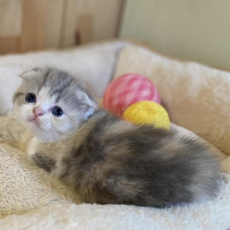 販売中の長野県のスコティッシュフォールド(折れ耳)-139513の8枚目