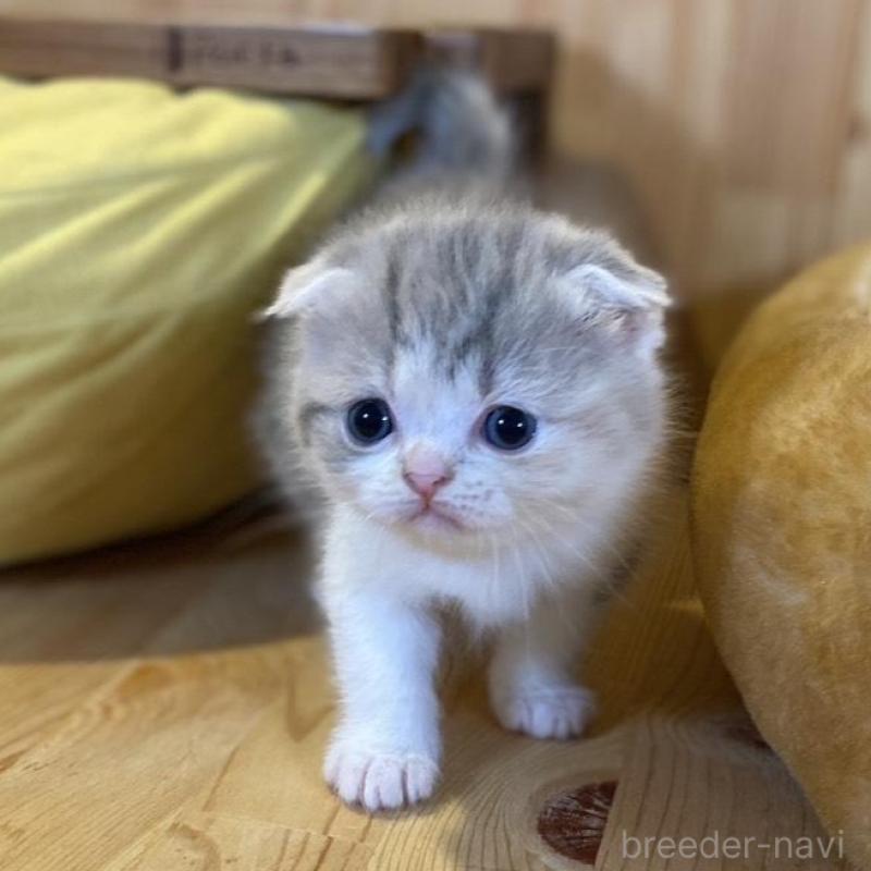 販売中の長野県のスコティッシュフォールド(折れ耳)-139513の7枚目