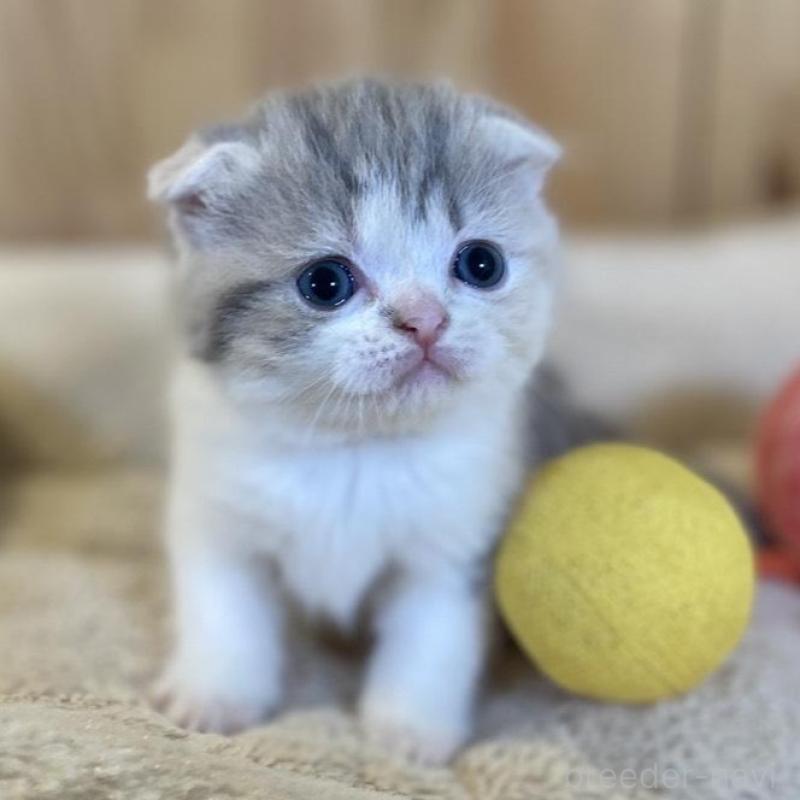 販売中の長野県のスコティッシュフォールド(折れ耳)-139513の6枚目