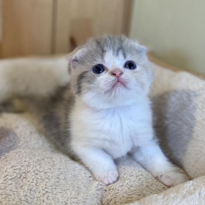 販売中の長野県のスコティッシュフォールド(折れ耳)-139513の5枚目