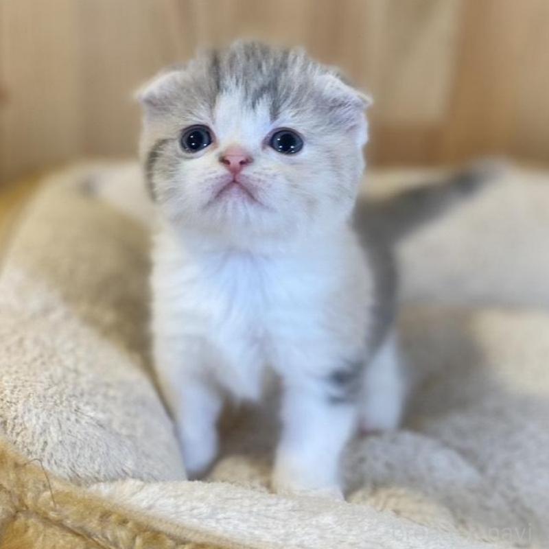 販売中の長野県のスコティッシュフォールド(折れ耳)-139513の4枚目