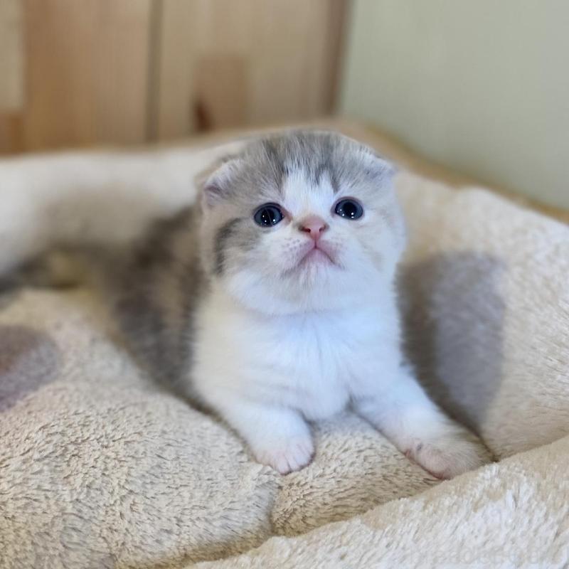 販売中の長野県のスコティッシュフォールド(折れ耳)-139513の3枚目
