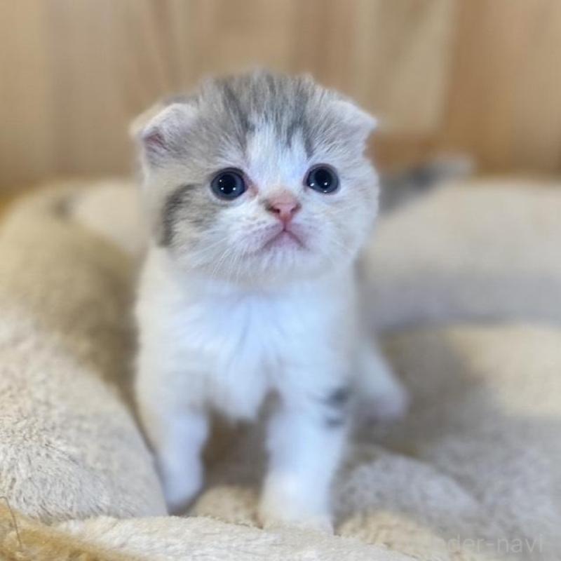 販売中の長野県のスコティッシュフォールド(折れ耳)-139513の2枚目