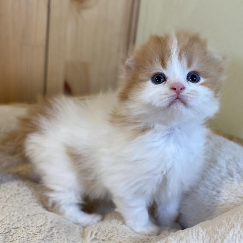 販売中の長野県のスコティッシュフォールド(折れ耳)-139514