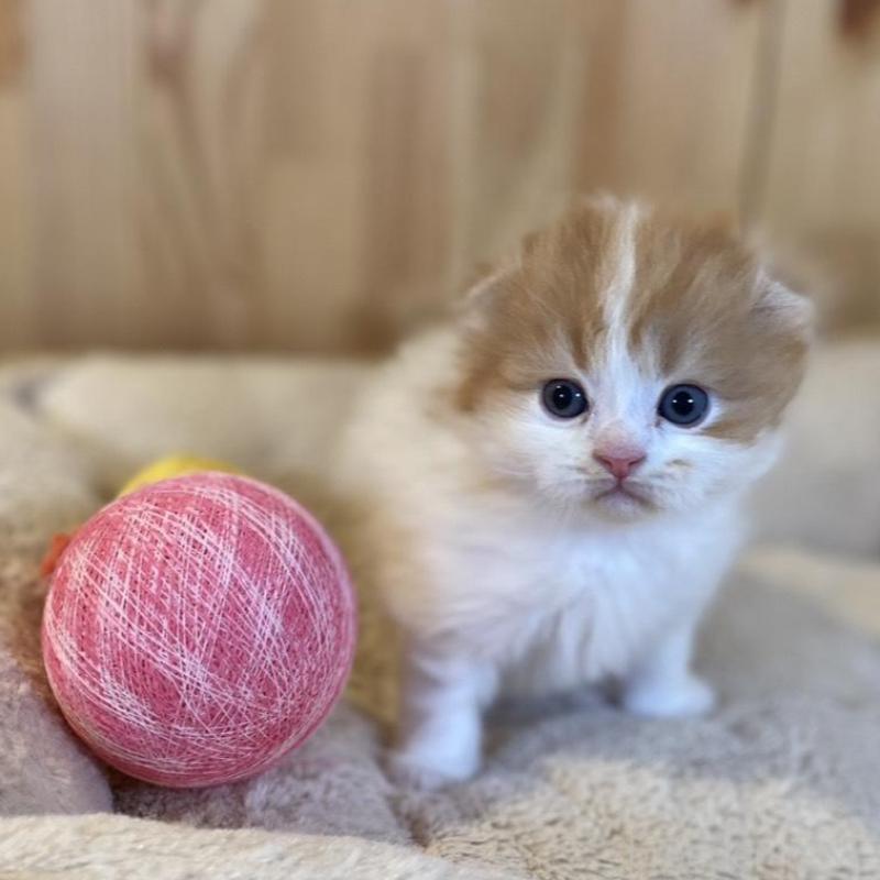 販売中の長野県のスコティッシュフォールド(折れ耳)-139514の10枚目