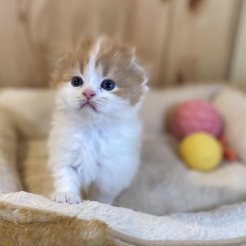 販売中の長野県のスコティッシュフォールド(折れ耳)-139514の9枚目