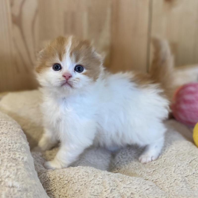 販売中の長野県のスコティッシュフォールド(折れ耳)-139514の8枚目