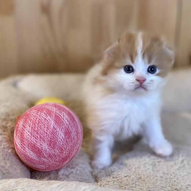 販売中の長野県のスコティッシュフォールド(折れ耳)-139514の7枚目