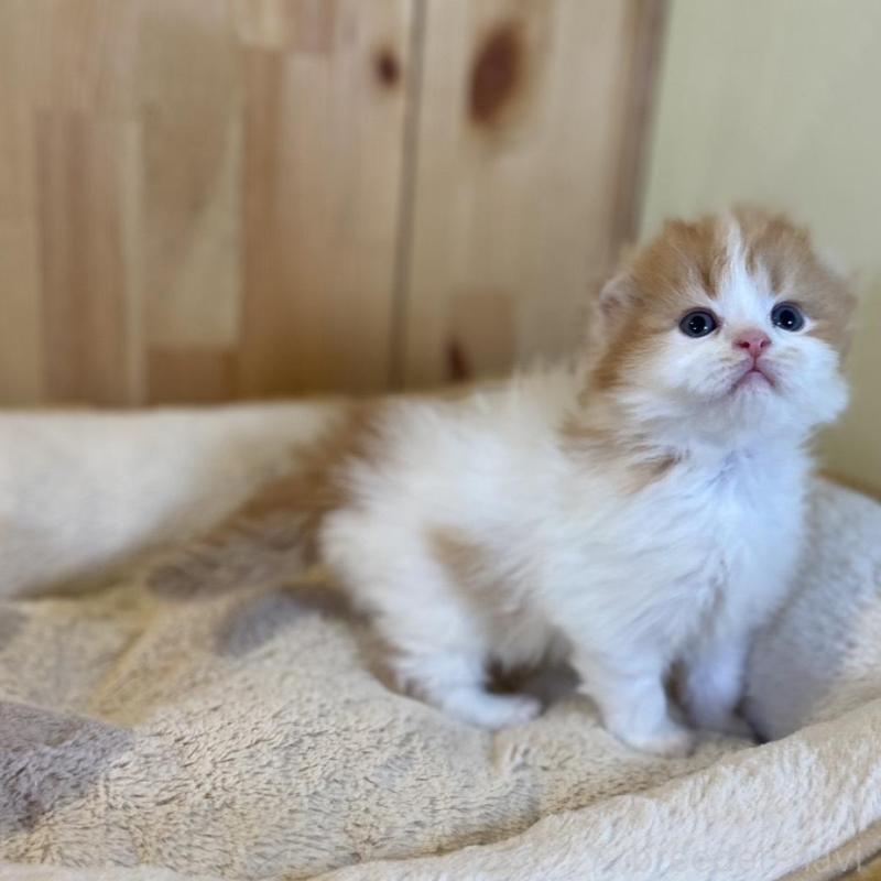 販売中の長野県のスコティッシュフォールド(折れ耳)-139514の6枚目