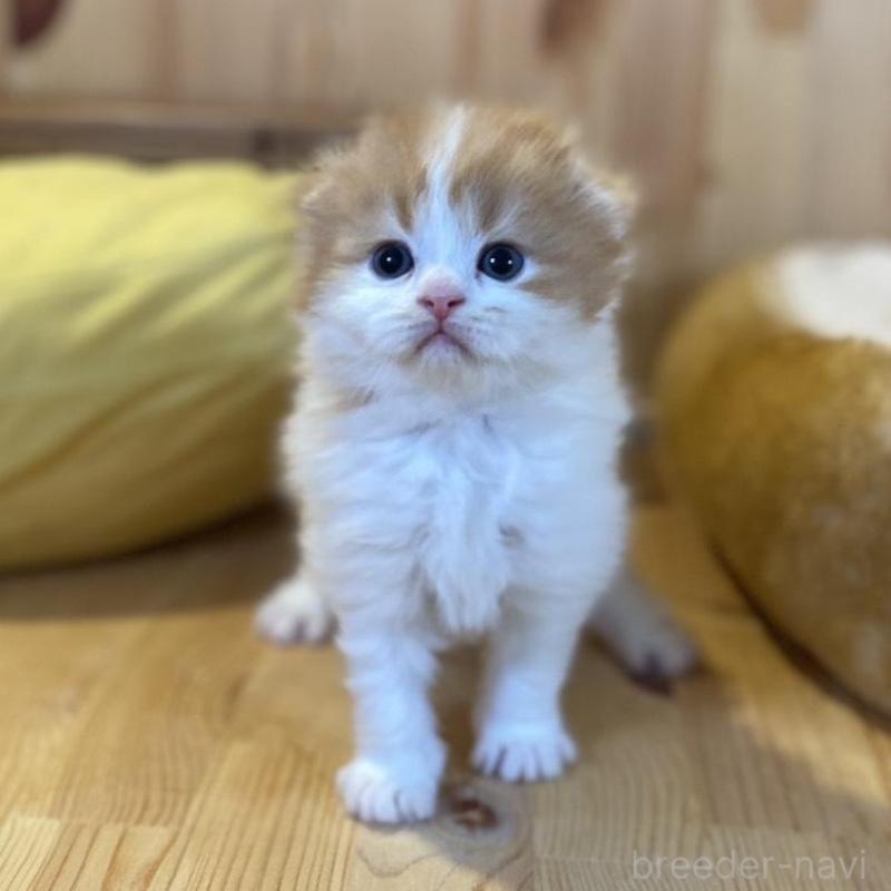 販売中の長野県のスコティッシュフォールド(折れ耳)-139514の5枚目