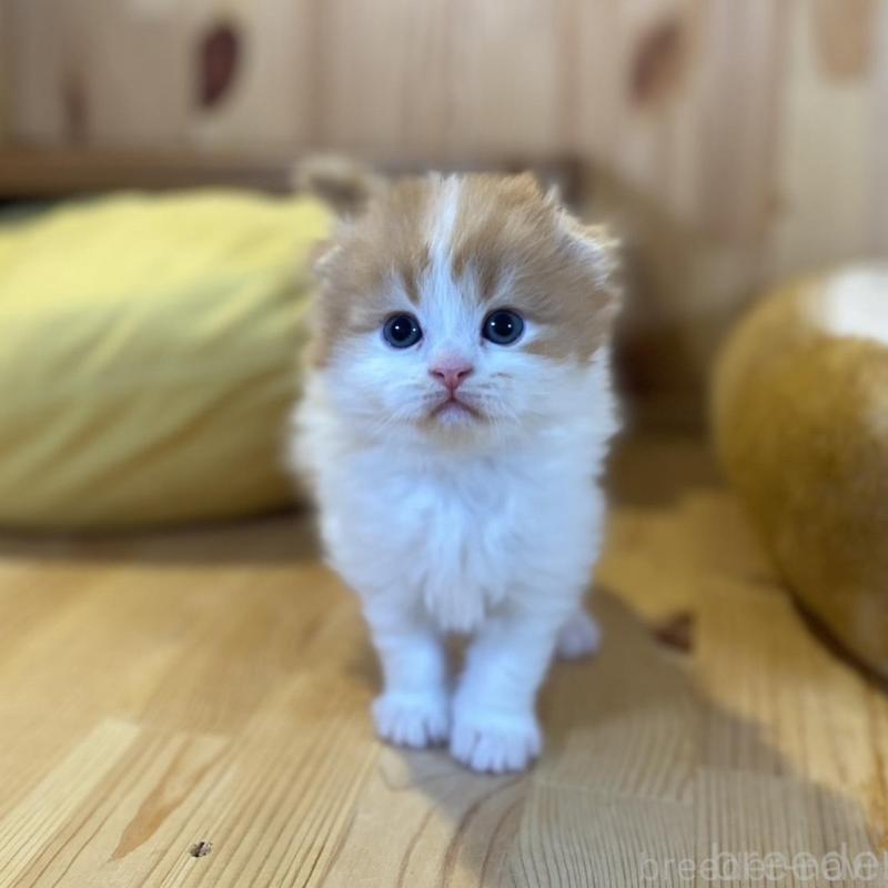 販売中の長野県のスコティッシュフォールド(折れ耳)-139514の4枚目