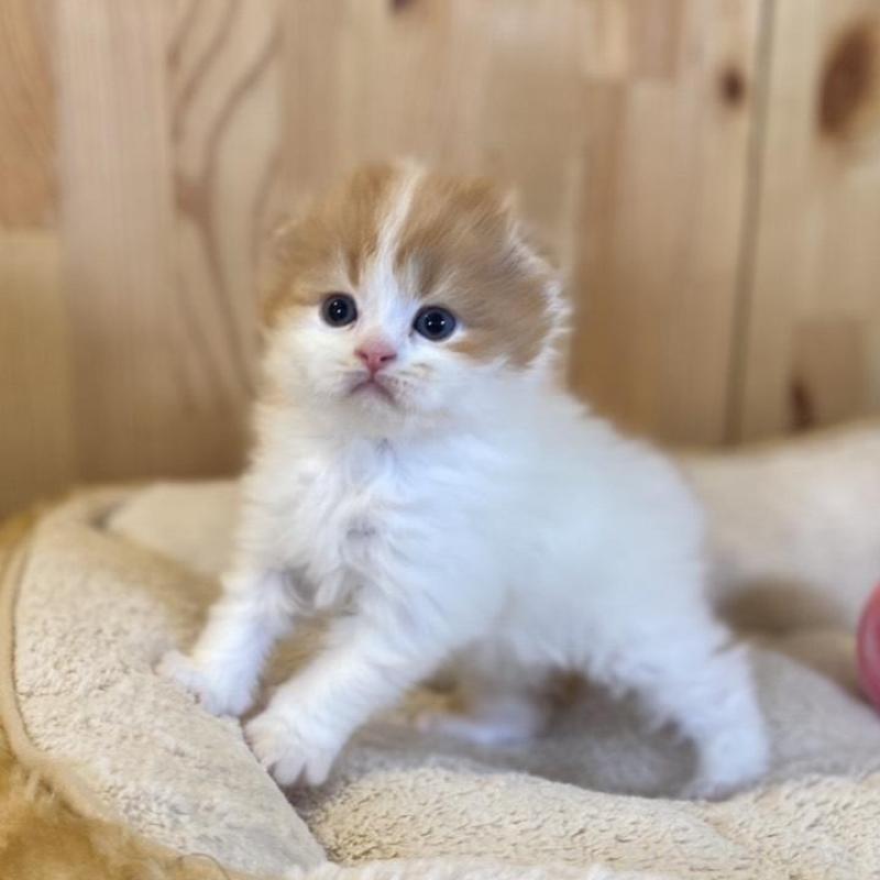 販売中の長野県のスコティッシュフォールド(折れ耳)-139514の3枚目