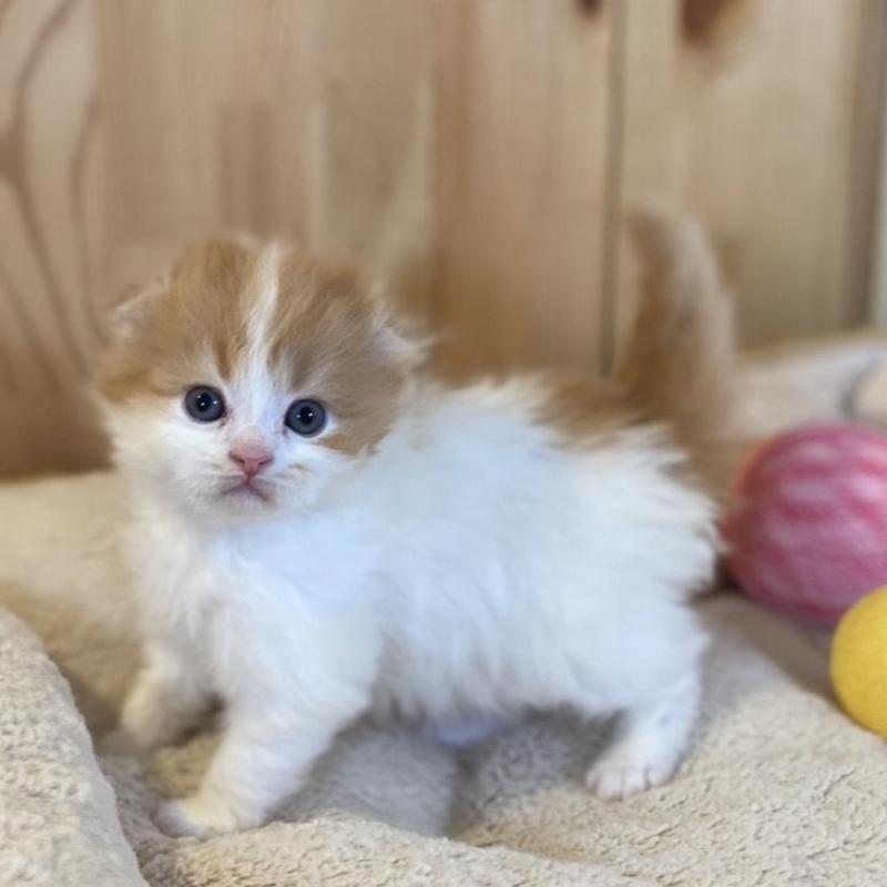 販売中の長野県のスコティッシュフォールド(折れ耳)-139514の2枚目