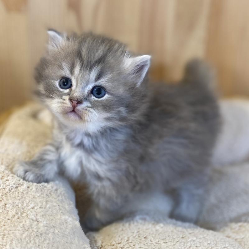 販売中の長野県のスコティッシュストレート-139515