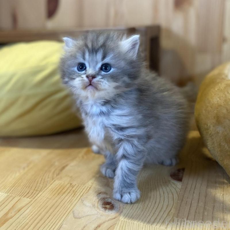 販売中の長野県のスコティッシュストレート-139515の11枚目