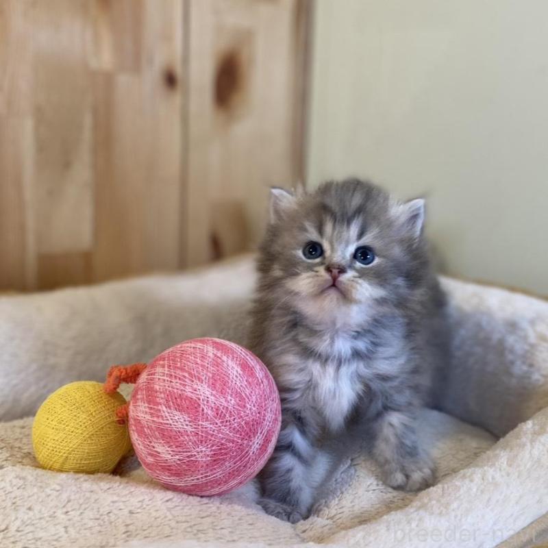 販売中の長野県のスコティッシュストレート-139515の10枚目