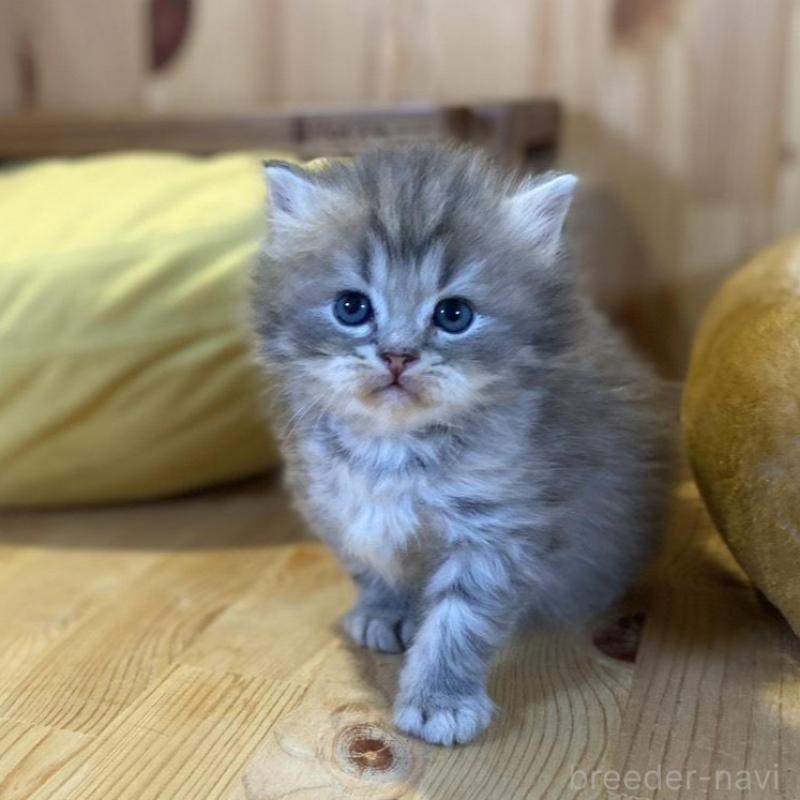 販売中の長野県のスコティッシュストレート-139515の9枚目