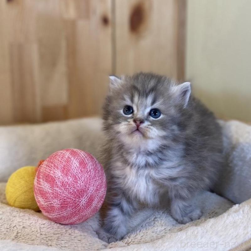 販売中の長野県のスコティッシュストレート-139515の8枚目