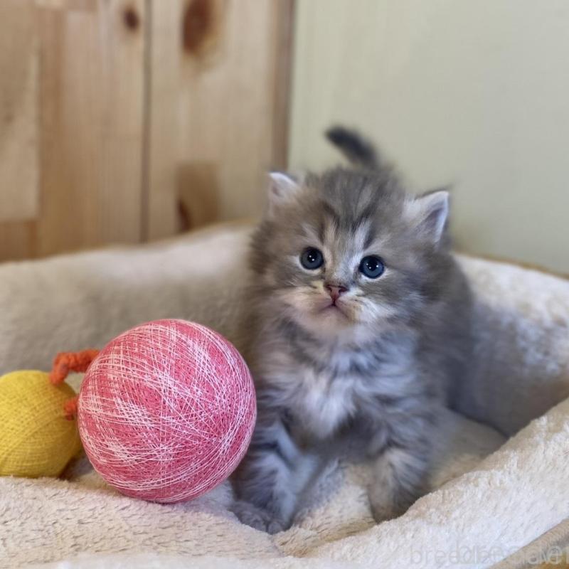 販売中の長野県のスコティッシュストレート-139515の7枚目