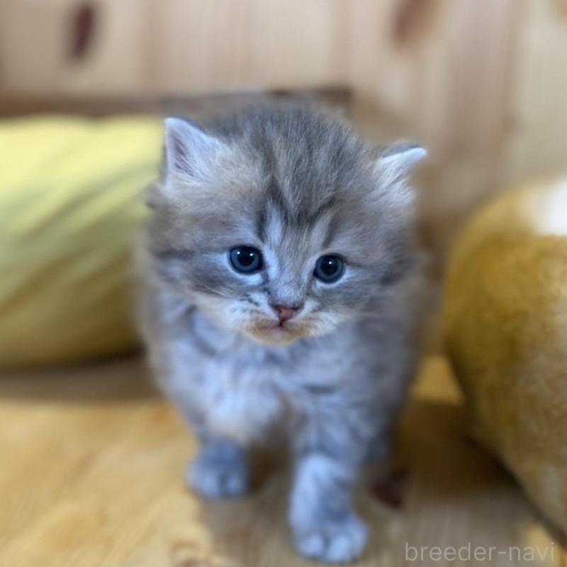 販売中の長野県のスコティッシュストレート-139515の5枚目