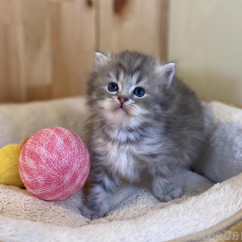 販売中の長野県のスコティッシュストレート-139515の4枚目