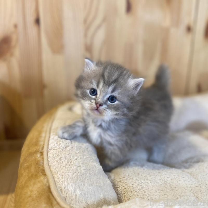 販売中の長野県のスコティッシュストレート-139515の3枚目