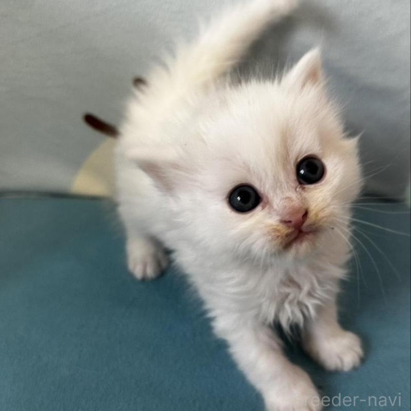 販売中の千葉県のミヌエット-139516の1枚目