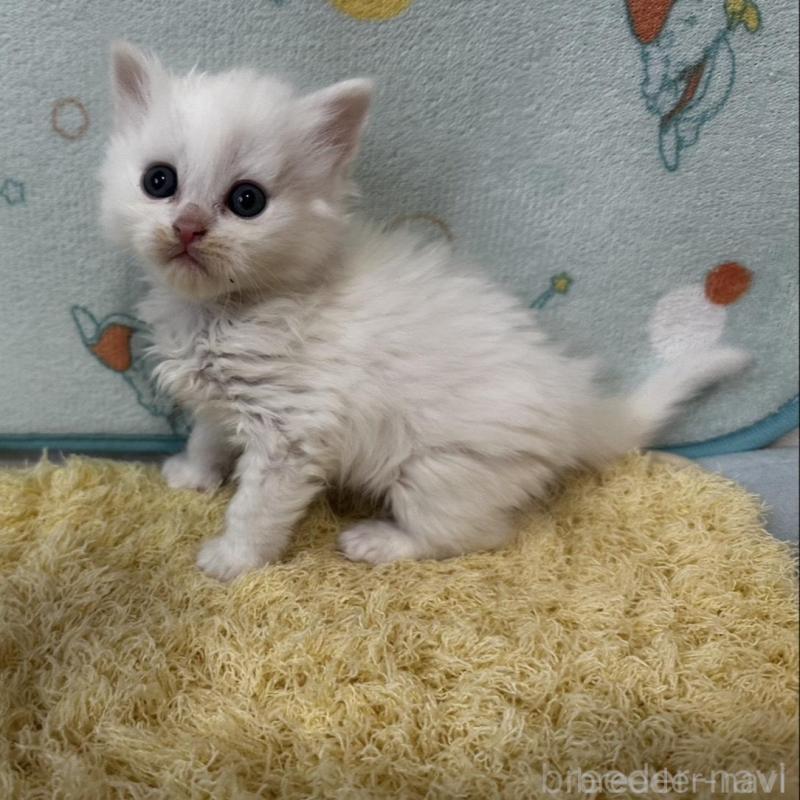 販売中の千葉県のミヌエット-139516の5枚目