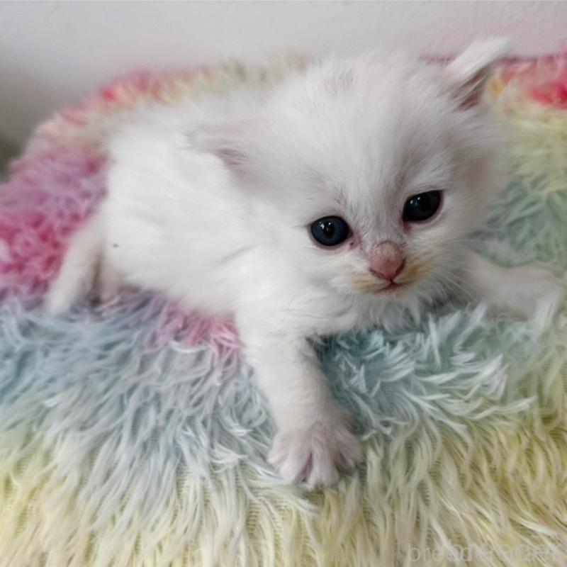 販売中の千葉県のミヌエット-139516の4枚目