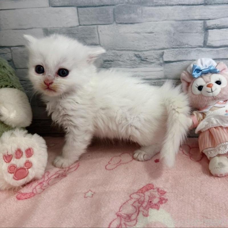 販売中の千葉県のミヌエット-139516の3枚目