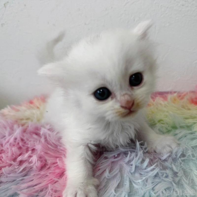 販売中の千葉県のミヌエット-139516の2枚目