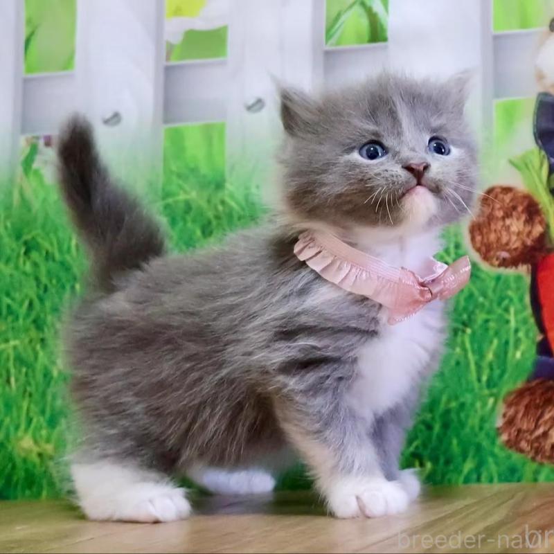 販売中の岐阜県のマンチカン-139517の4枚目