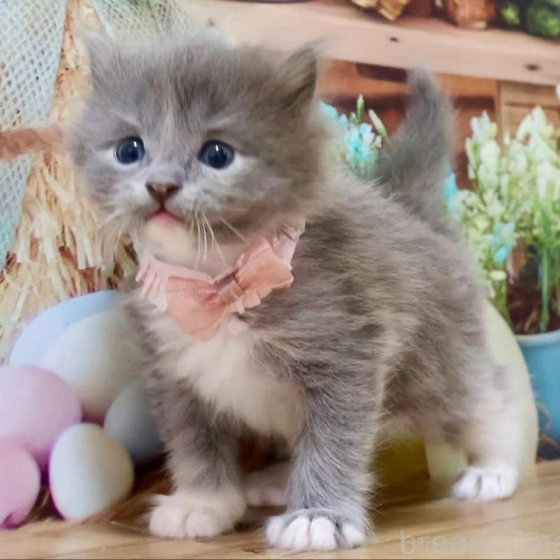 販売中の岐阜県のマンチカン-139517の3枚目