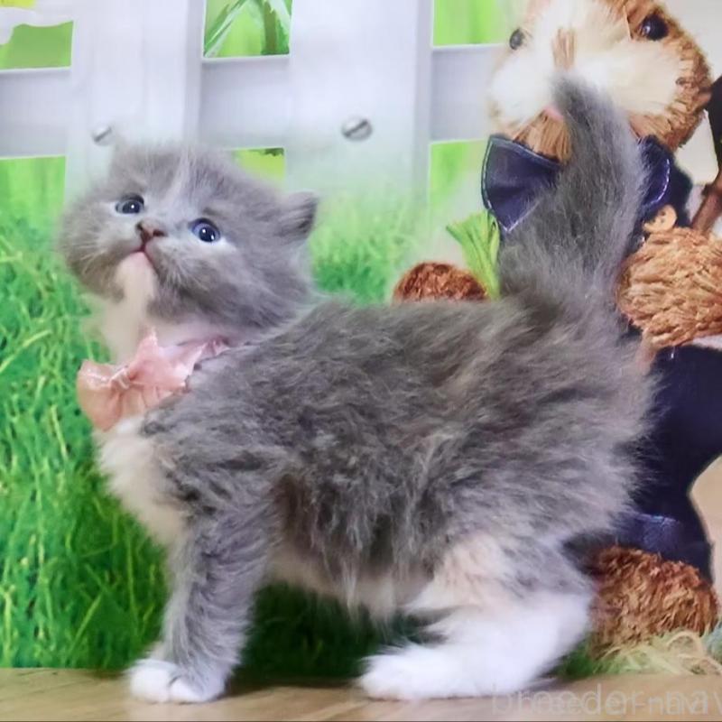 販売中の岐阜県のマンチカン-139517の2枚目