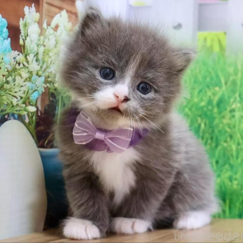 販売中の岐阜県のマンチカン-139518の4枚目