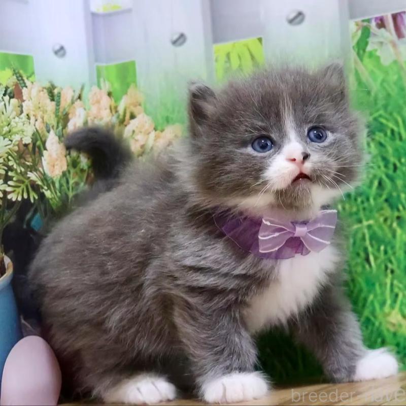 販売中の岐阜県のマンチカン-139518の3枚目