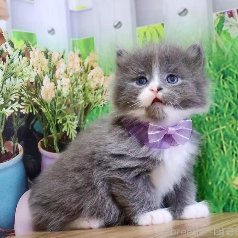 販売中の岐阜県のマンチカン-139518の2枚目