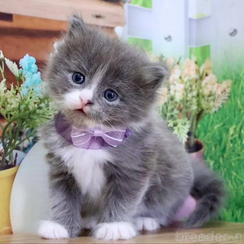 販売中の岐阜県のマンチカン-139518