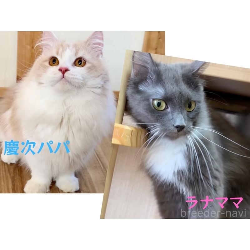 販売中の岐阜県のマンチカン(短足)-139519の5枚目