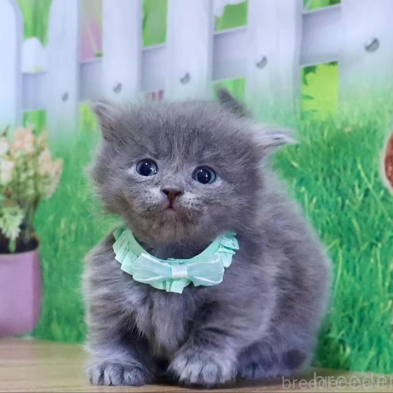 販売中の岐阜県のマンチカン(短足)-139519の3枚目