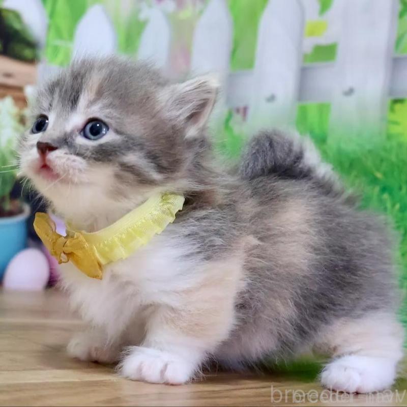 販売中の岐阜県のマンチカン(短足)-139520の4枚目