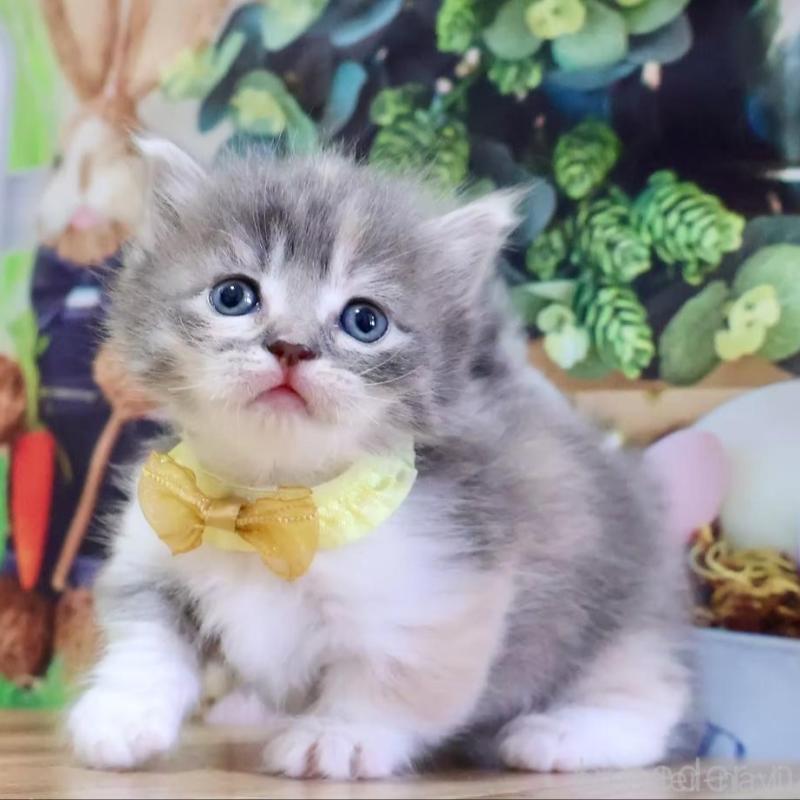 販売中の岐阜県のマンチカン(短足)-139520の3枚目