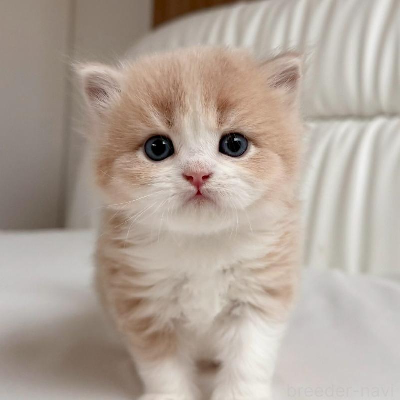 販売中の福岡県のスコティッシュフォールド-139523の1枚目