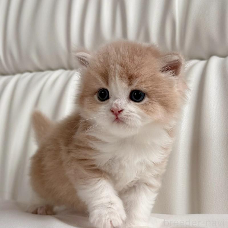 販売中の福岡県のスコティッシュフォールド-139523の10枚目