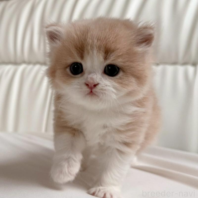 販売中の福岡県のスコティッシュフォールド-139523の9枚目