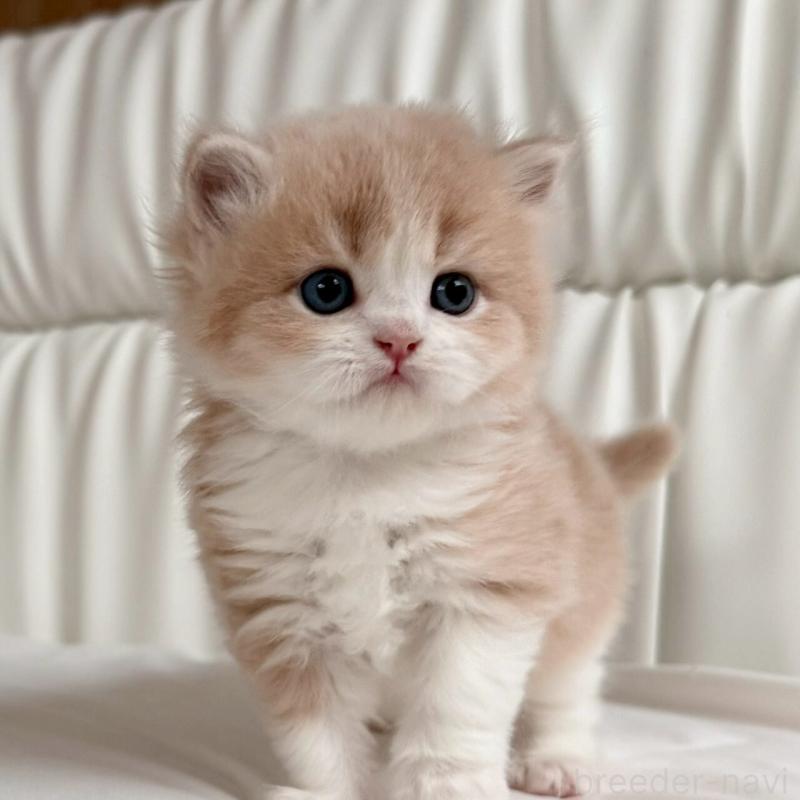 販売中の福岡県のスコティッシュフォールド-139523の8枚目