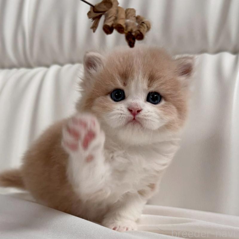 販売中の福岡県のスコティッシュフォールド-139523の7枚目